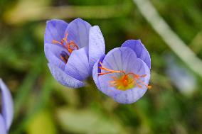 Crocuses bloom in Lviv in autumn