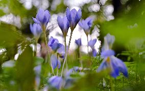 Crocuses bloom in Lviv in autumn