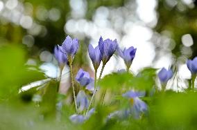 Crocuses bloom in Lviv in autumn