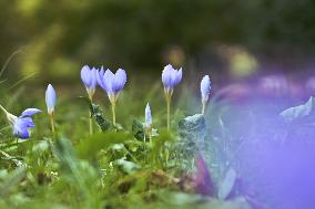 Crocuses bloom in Lviv in autumn