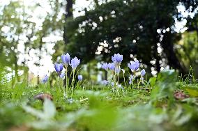 Crocuses bloom in Lviv in autumn