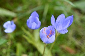 Crocuses bloom in Lviv in autumn