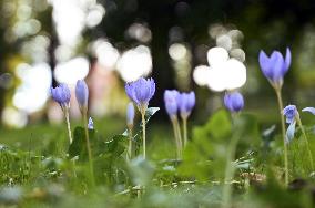 Crocuses bloom in Lviv in autumn