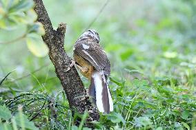 White-browed Laughingthrush