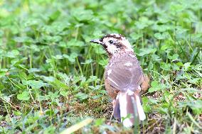 White-browed Laughingthrush