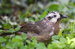 White-browed Laughingthrush