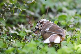 White-browed Laughingthrush