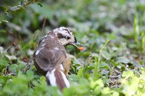 White-browed Laughingthrush