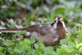 White-browed Laughingthrush