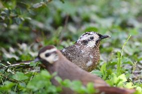 White-browed Laughingthrush