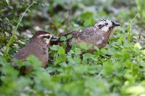 White-browed Laughingthrush