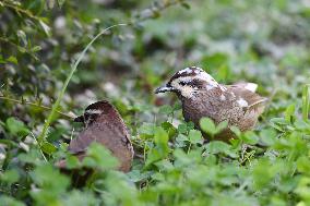 White-browed Laughingthrush