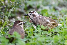 White-browed Laughingthrush