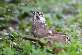 White-browed Laughingthrush