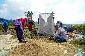 Harvesting Paddy Crops In Nepal.