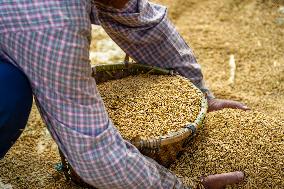 Harvesting Paddy Crops In Nepal.