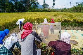 Harvesting Paddy Crops In Nepal.