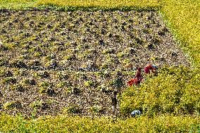 Harvesting Paddy Crops In Nepal.