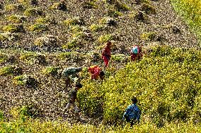 Harvesting Paddy Crops In Nepal.