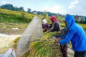 Harvesting Paddy Crops In Nepal.