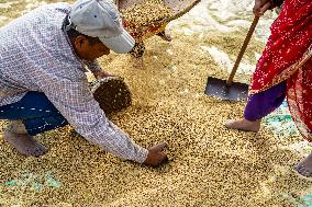 Harvesting Paddy Crops In Nepal.