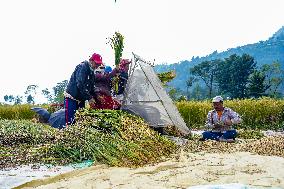 Harvesting Paddy Crops In Nepal.