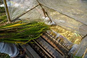 Harvesting Paddy Crops In Nepal.