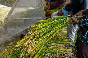 Harvesting Paddy Crops In Nepal.