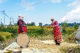 Harvesting Paddy Crops In Nepal.