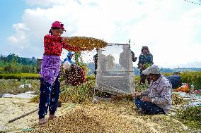 Harvesting Paddy Crops In Nepal.