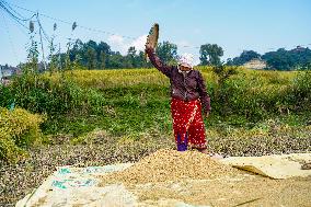 Harvesting Paddy Crops In Nepal.