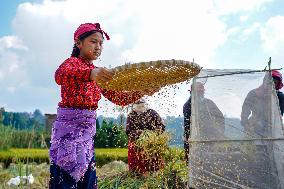 Harvesting Paddy Crops In Nepal.