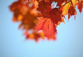 Autumn In Linkoping