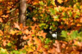 Remarkable Garden Of The Bois Marquis In Autumn