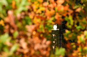 Remarkable Garden Of The Bois Marquis In Autumn