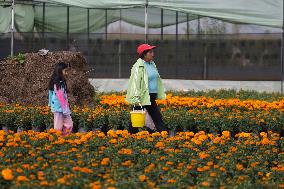 Small Producers In Xochimilco Prepare For The Day Of The Dead In Mexico