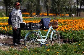 Small Producers In Xochimilco Prepare For The Day Of The Dead In Mexico