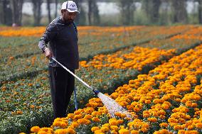 Small Producers In Xochimilco Prepare For The Day Of The Dead In Mexico