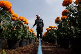 Small Producers In Xochimilco Prepare For The Day Of The Dead In Mexico