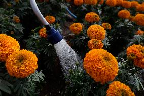 Small Producers In Xochimilco Prepare For The Day Of The Dead In Mexico