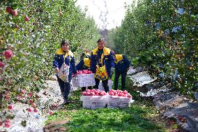 Apples Harvest in Weinan