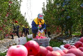 Apples Harvest in Weinan