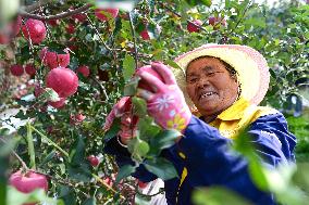 Apples Harvest in Weinan