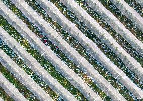 Apples Harvest in Weinan