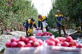 Apples Harvest in Weinan