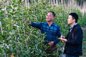 Apples Harvest in Weinan