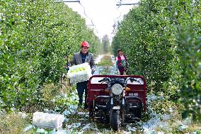 Apples Harvest in Weinan