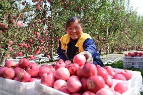 Apples Harvest in Weinan