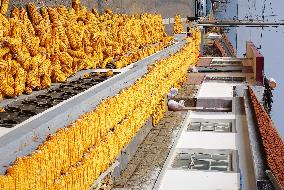 Corn Dry in Qingdao