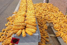 Corn Dry in Qingdao